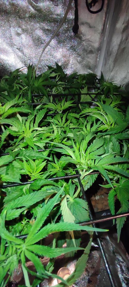 Auto Divine Rapier hydroponics. Week 5