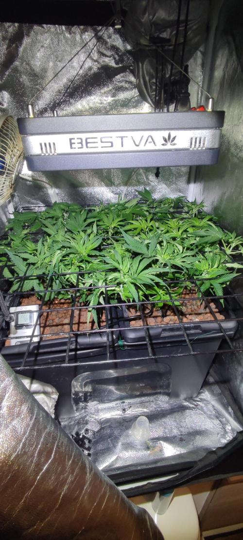 Auto Divine Rapier hydroponics. Week 5