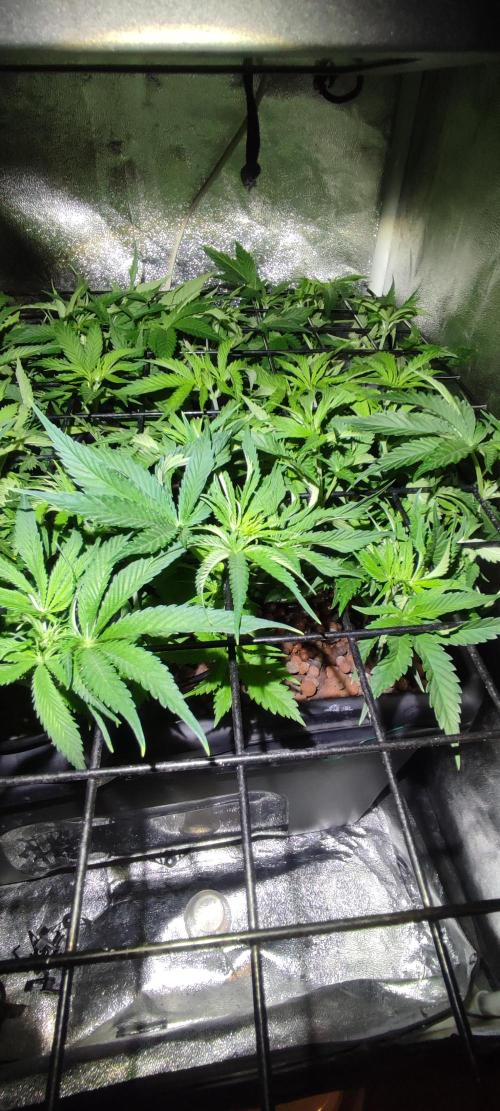 Auto Divine Rapier hydroponics. Week 5