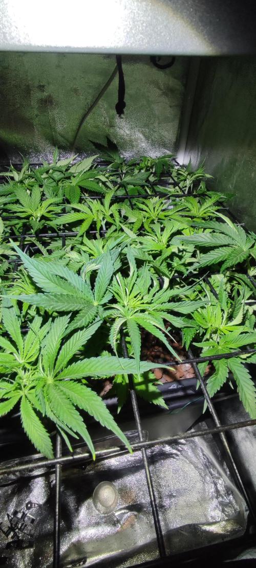Auto Divine Rapier hydroponics. Week 5