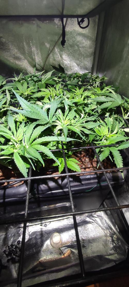 Auto Divine Rapier hydroponics. Week 5