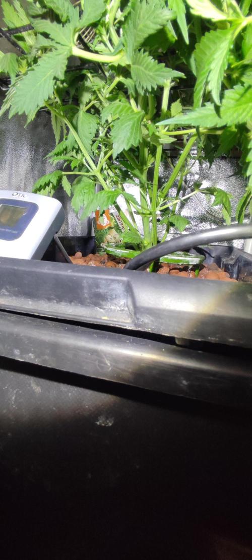 GMO cookies zamnesia hydroponics. Week 5