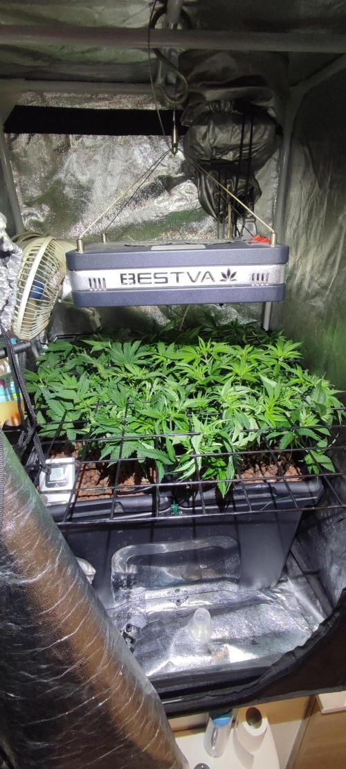 Auto Divine Rapier hydroponics. Week 5