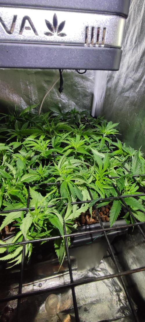 Auto Divine Rapier hydroponics. Week 5