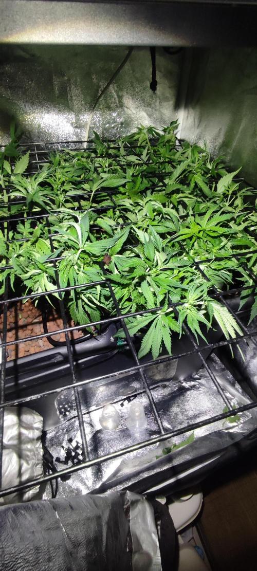 Auto Divine Rapier hydroponics. Week 6 - Début de la 6e semaine
35 jour