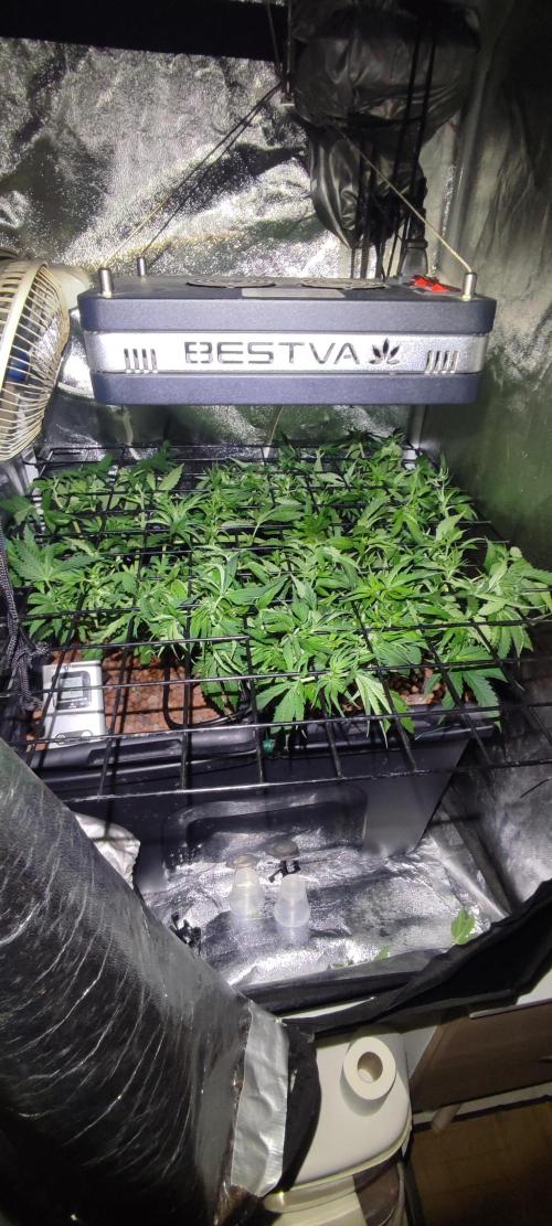 Auto Divine Rapier hydroponics. Week 6 - 35 jour 
Sous la grille qui fait 60 x 60