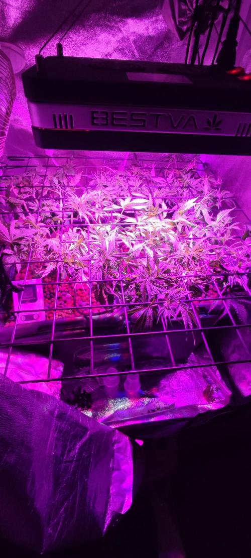 Auto Divine Rapier hydroponics. Week 6 - 35 jour 
La plante mesure 19 cm elle est sous une grille 60 x 60