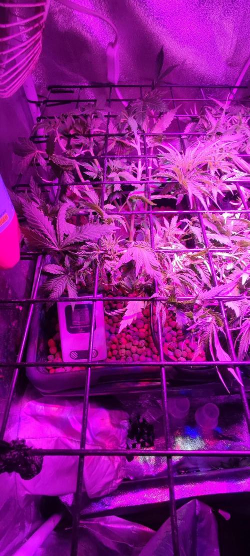 GMO cookies zamnesia hydroponics. Week 6 - 35 jours