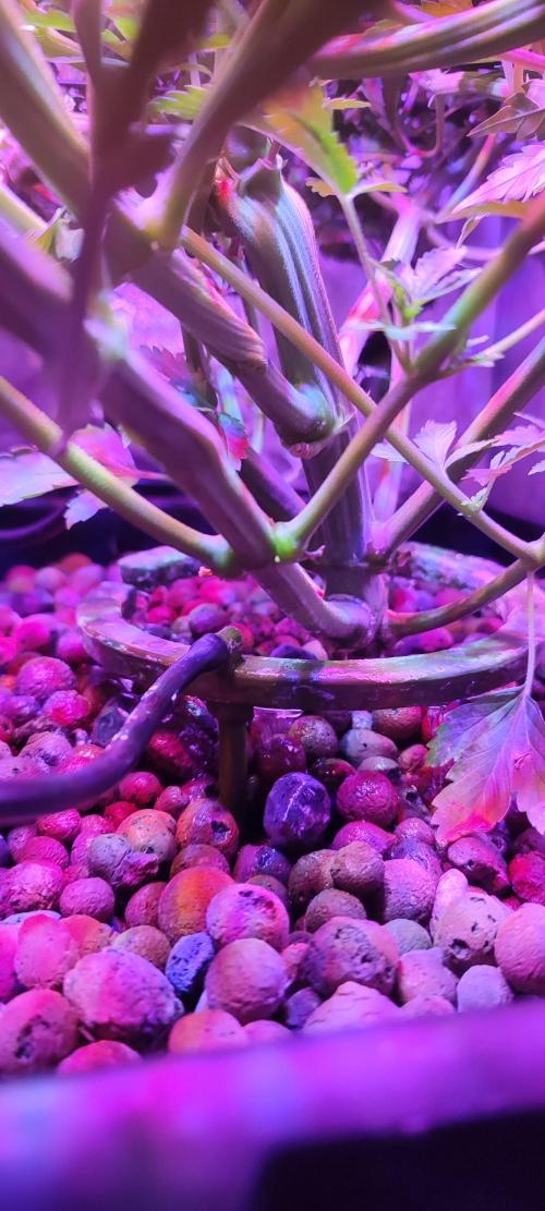 Auto Divine Rapier hydroponics. Week 6 - 36