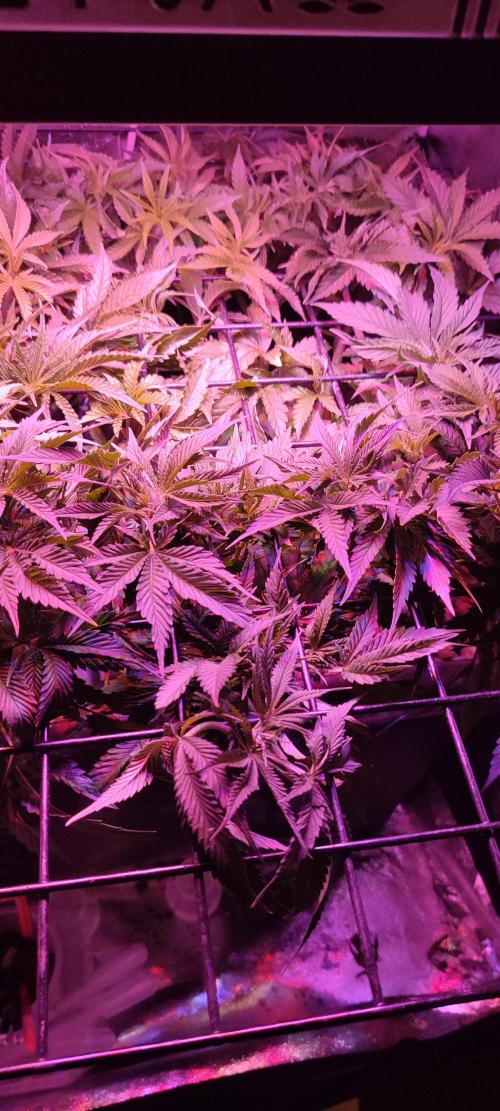 Auto Divine Rapier hydroponics. Week 6 - 36