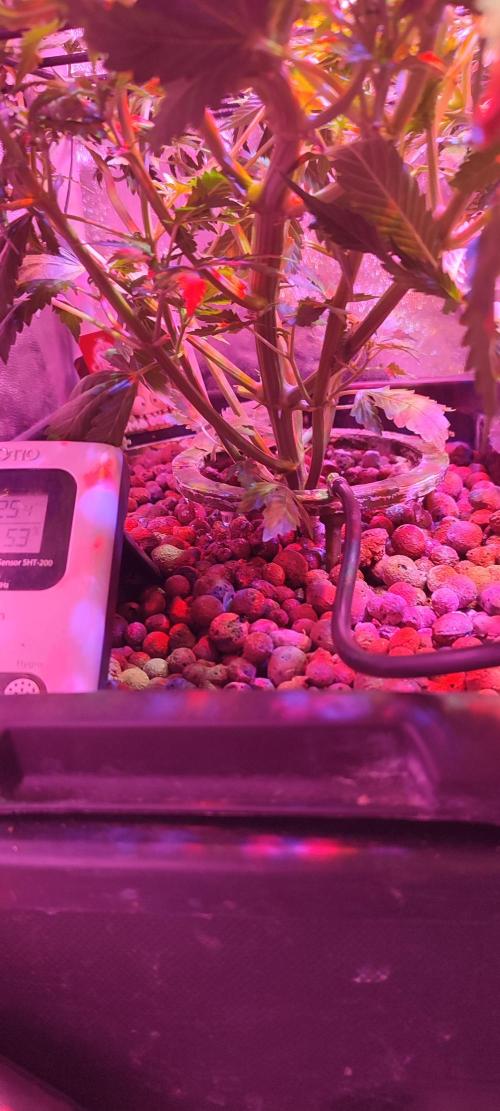 GMO cookies zamnesia hydroponics. Week 6 - 36