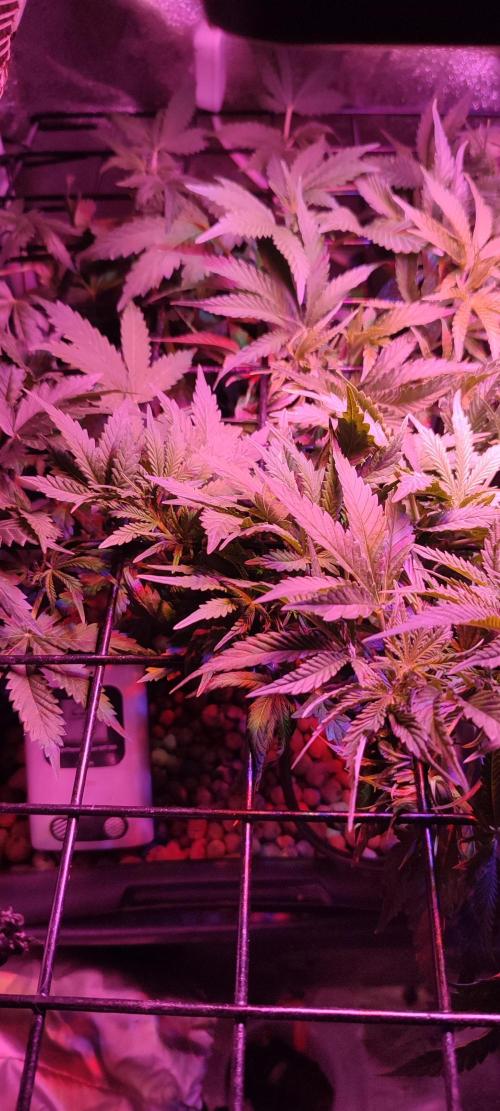 GMO cookies zamnesia hydroponics. Week 6 - 36