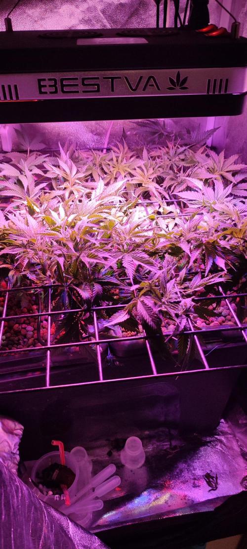 GMO cookies zamnesia hydroponics. Week 6 - 36