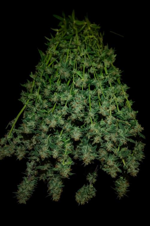 Auto Divine Rapier hydroponics. Week 6