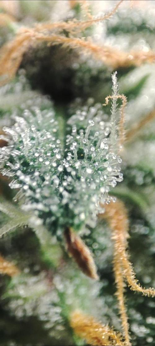 GMO cookies zamnesia hydroponics. Week 6