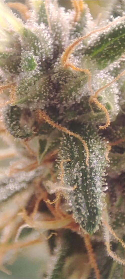 GMO cookies zamnesia hydroponics. Week 6