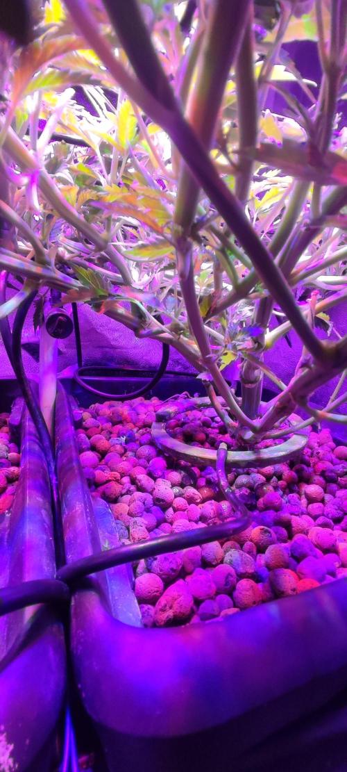 Auto Divine Rapier hydroponics. Week 6 - 37 jours