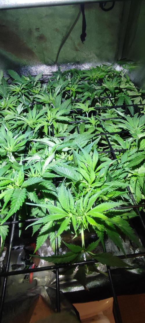 Auto Divine Rapier hydroponics. Week 6 - 37 jours