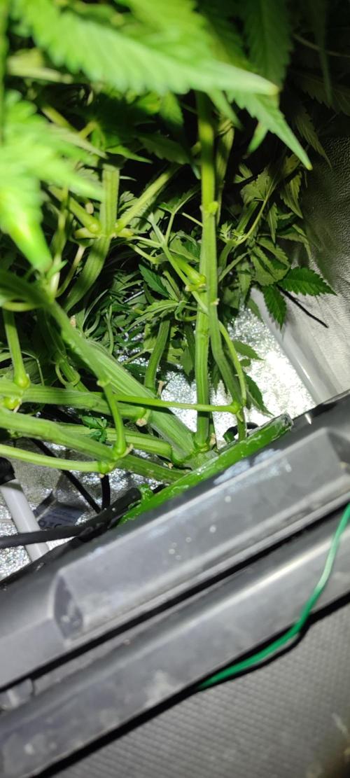 Auto Divine Rapier hydroponics. Week 6 - 37 jours