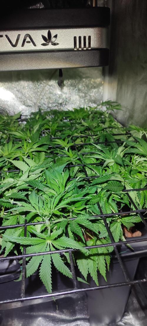 Auto Divine Rapier hydroponics. Week 6 - 37 jours