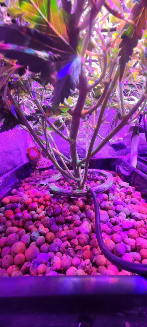 GMO cookies zamnesia hydroponics. Week 6 - 37 jours