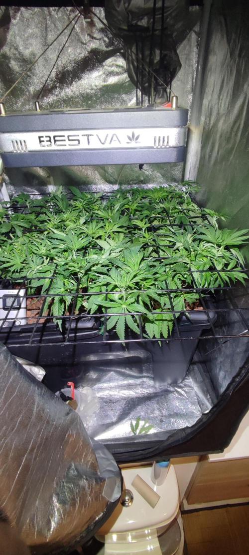 GMO cookies zamnesia hydroponics. Week 6 - 37 jours