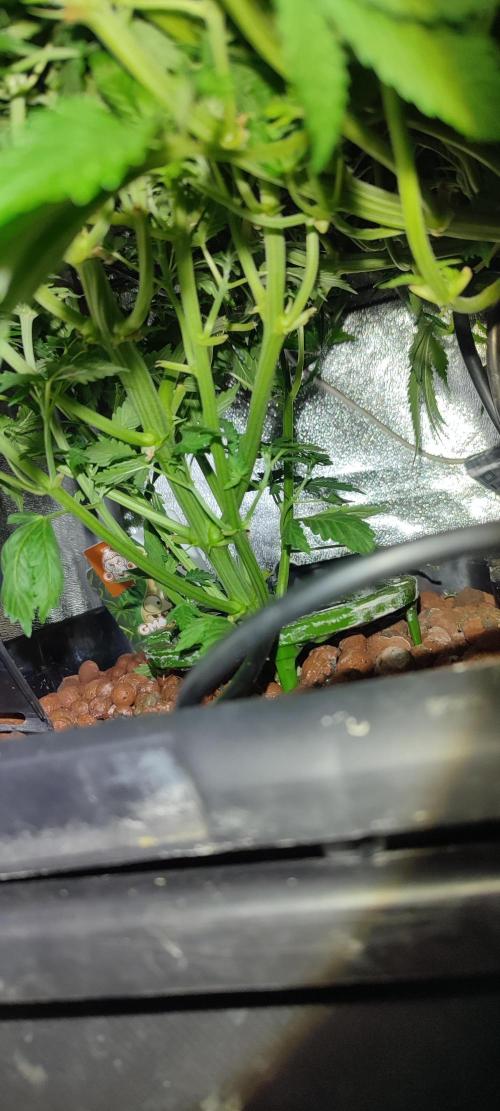 GMO cookies zamnesia hydroponics. Week 6 - 37 jours