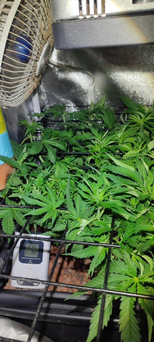 GMO cookies zamnesia hydroponics. Week 6 - 37 jours