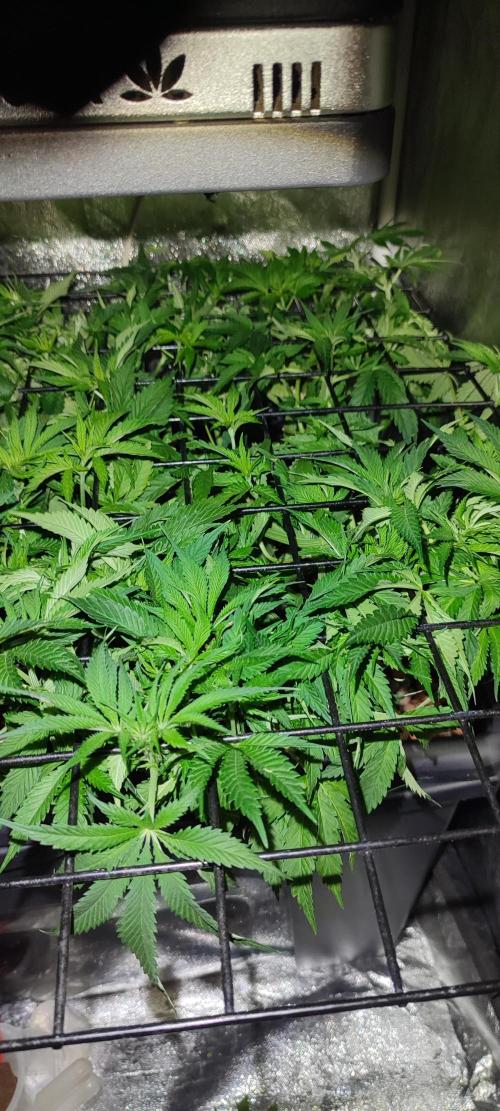 GMO cookies zamnesia hydroponics. Week 6 - 37 jours