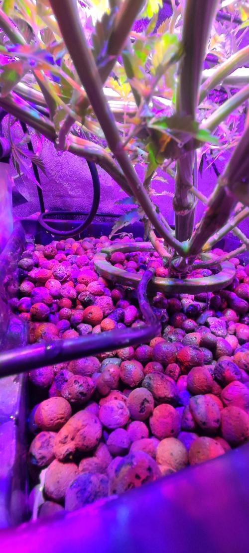 Auto Divine Rapier hydroponics. Week 6 - 38 jours