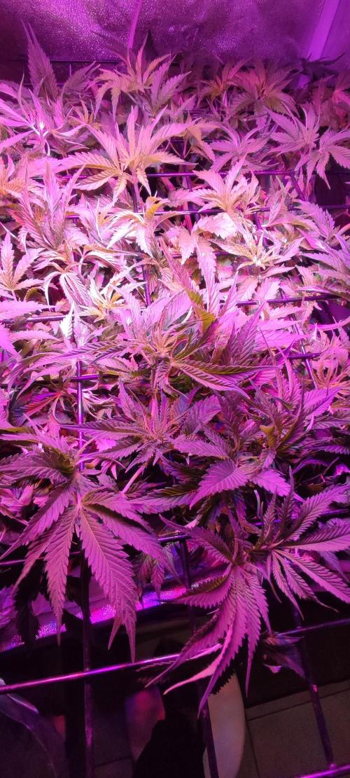 Auto Divine Rapier hydroponics. Week 6 - 38 jours