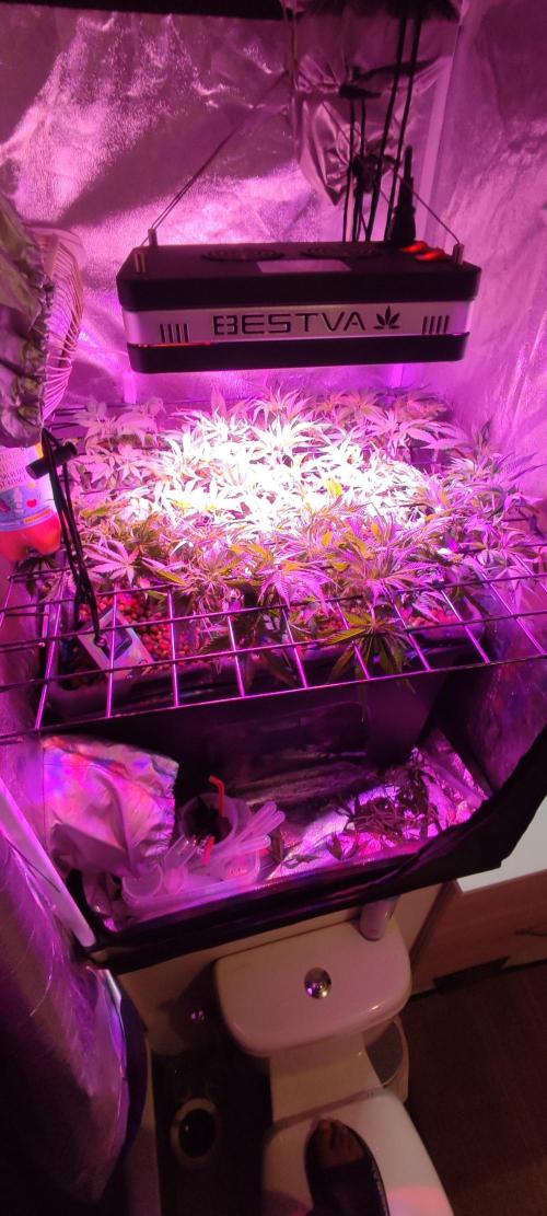 GMO cookies zamnesia hydroponics. Week 6 - 38 jours