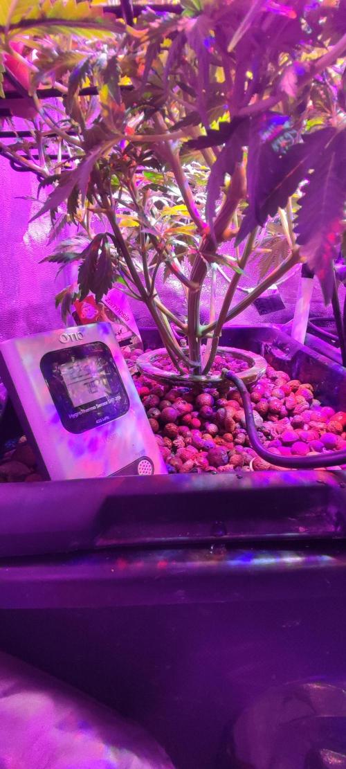 GMO cookies zamnesia hydroponics. Week 6 - 38 jours