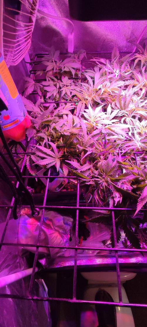 GMO cookies zamnesia hydroponics. Week 6 - 38 jours