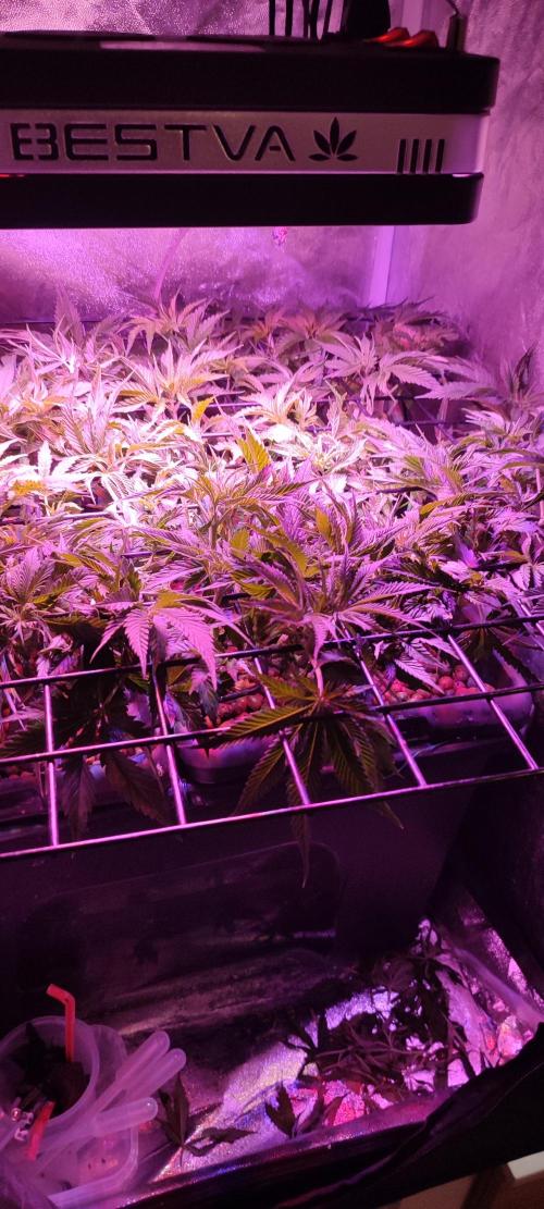 GMO cookies zamnesia hydroponics. Week 6 - 38 jours