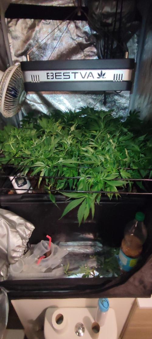 Auto Divine Rapier hydroponics. Week 7