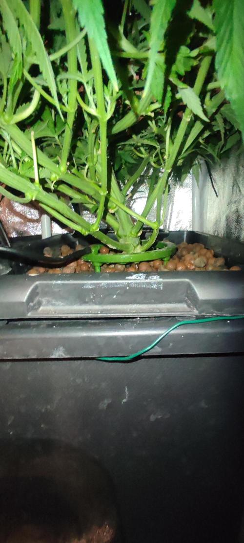 Auto Divine Rapier hydroponics. Week 7