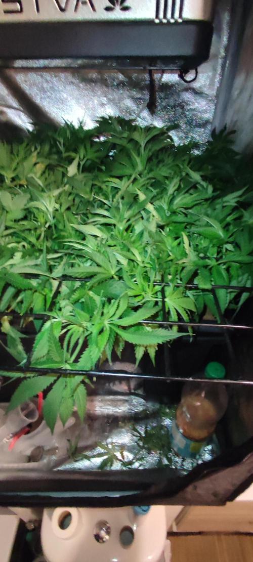 Auto Divine Rapier hydroponics. Week 7