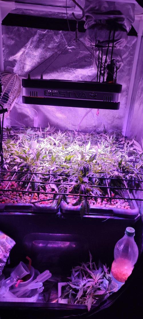 Auto Divine Rapier hydroponics. Week 7