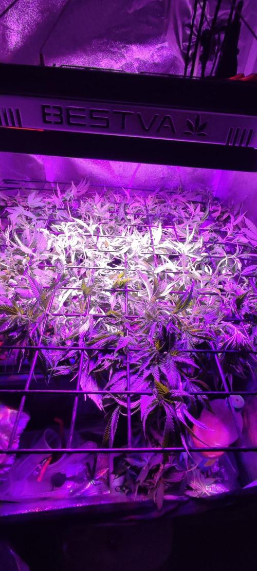 Auto Divine Rapier hydroponics. Week 7