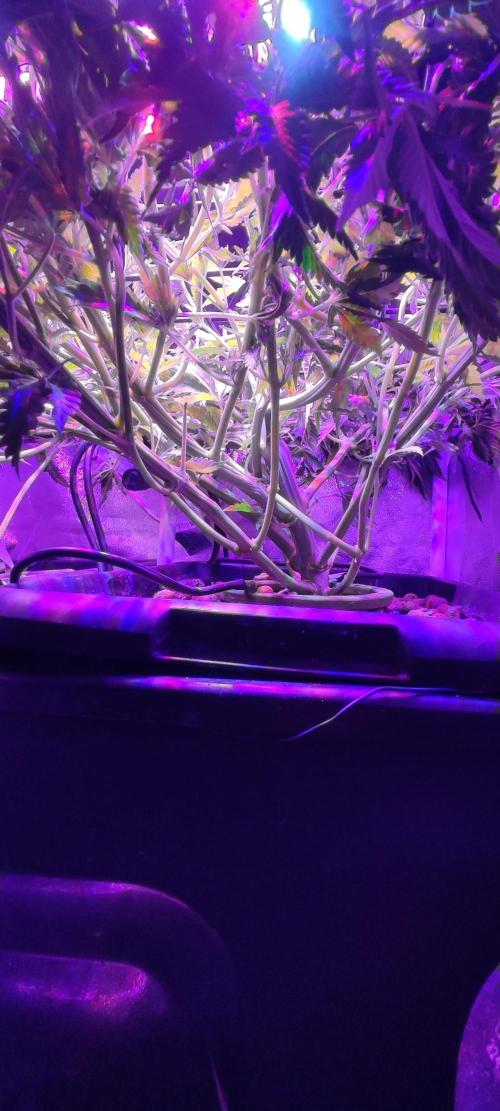 Auto Divine Rapier hydroponics. Week 7