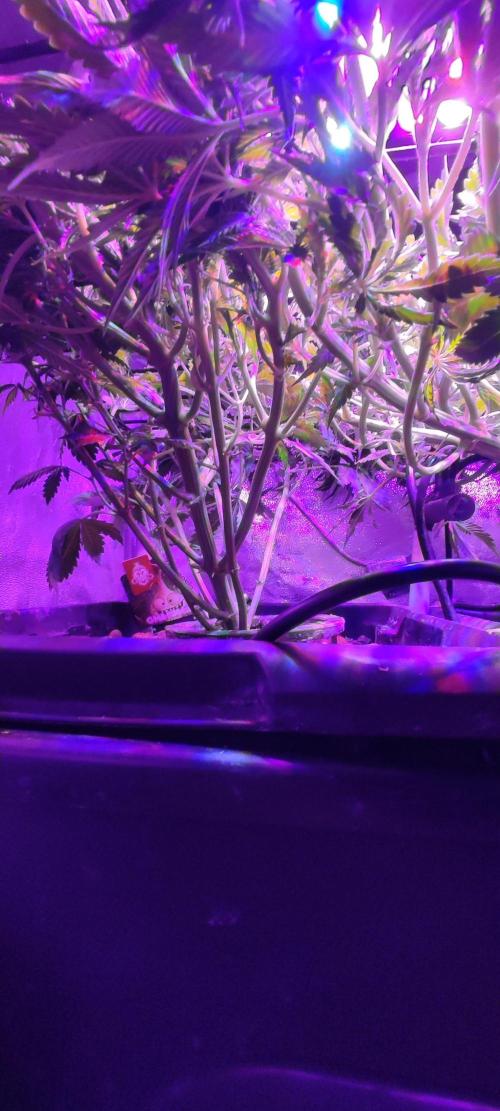 GMO cookies zamnesia hydroponics. Week 7