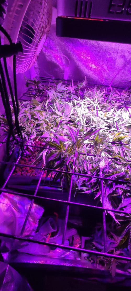 GMO cookies zamnesia hydroponics. Week 7