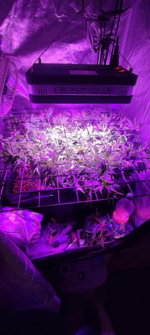 GMO cookies zamnesia hydroponics. Week 7