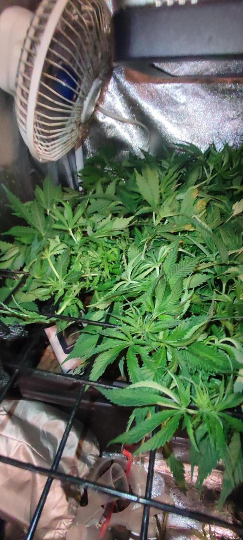 GMO cookies zamnesia hydroponics. Week 7