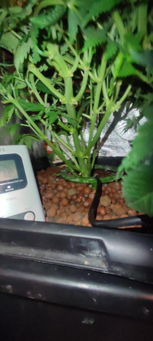 GMO cookies zamnesia hydroponics. Week 7