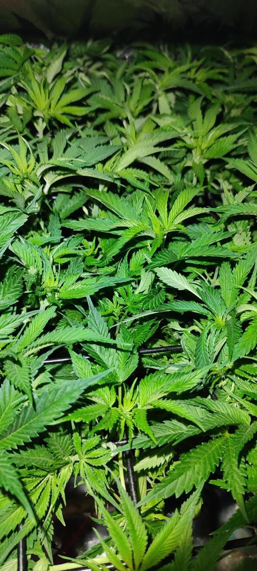 Auto Divine Rapier hydroponics. Week 7