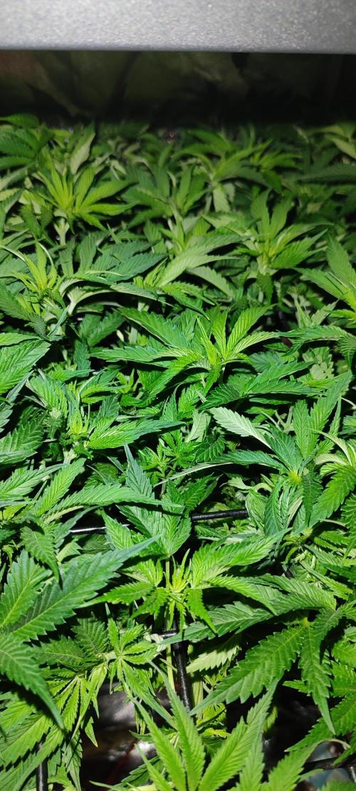 Auto Divine Rapier hydroponics. Week 7