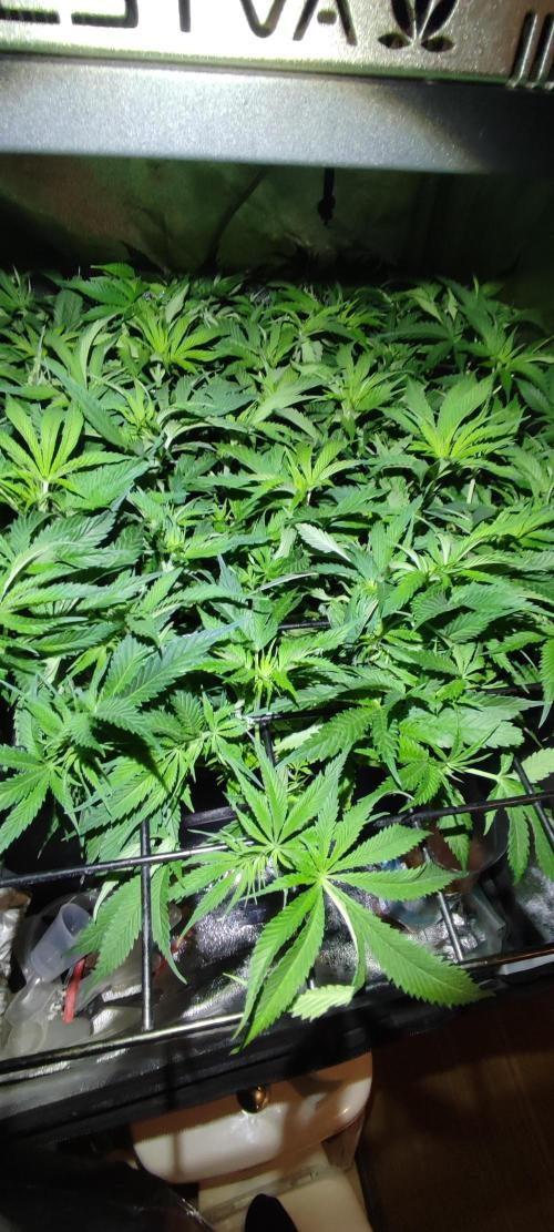 Auto Divine Rapier hydroponics. Week 7