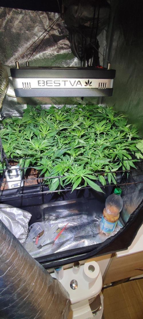 Auto Divine Rapier hydroponics. Week 7